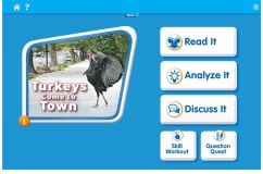 Turkeys Come to Town